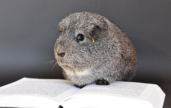 guinea pig, smooth hair, silver, book, animal, rodent, mammal