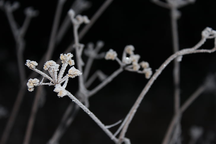 vinter, Frost, Chill, træ, sne, hvid, natur