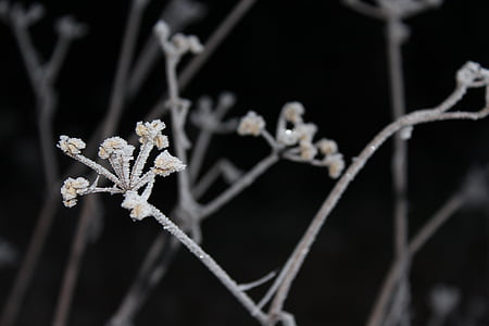 冬天, 弗罗斯特, 寒意, 树, 雪, 白色, 自然