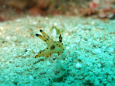 nudibranch, thecasera, Ωκεανός, critter, καταδύσεις, Marine, στη θάλασσα