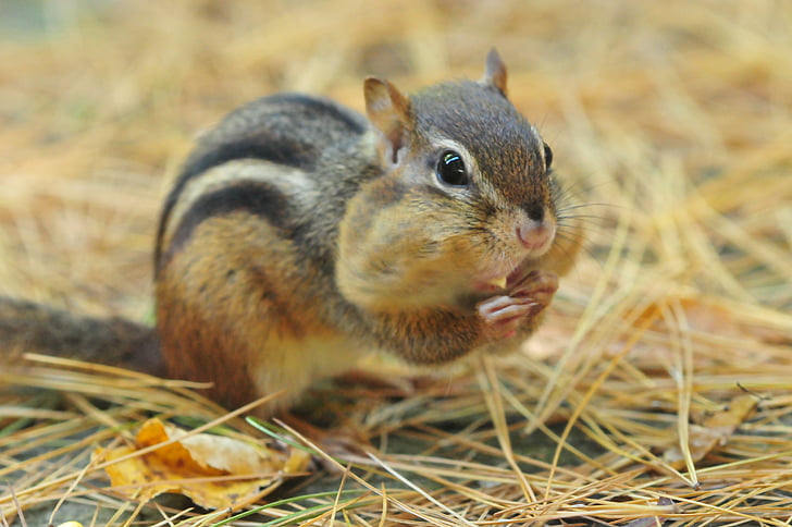 chipmunk, rodent, creature, nature, animal, outdoors, funny