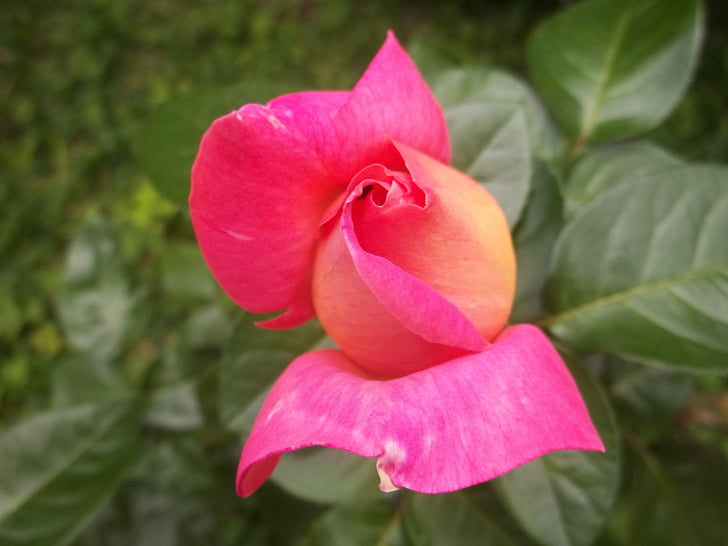 Rosa, Rosa, Natur, Schönheit, Blume, Venezuela, schöne
