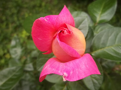 roza, Rosa, priroda, ljepota, cvijet, Venezuela, lijepa