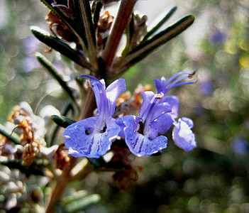 λουλούδι, μωβ, μπλε, δενδρολίβανο, βότανο, φίνο, λεπτή