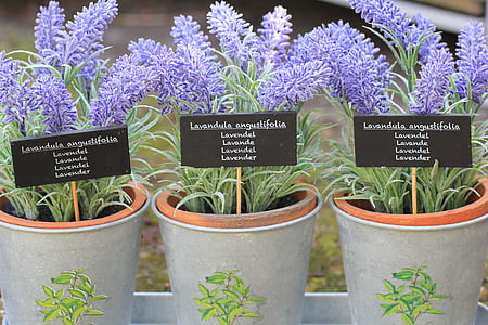 flower, lavender, purple, plant, lavender flower, nature, floral