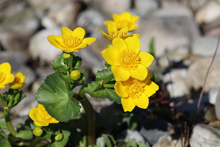 flower, nature, yellow flower, blossom, bloom, yellow, plant