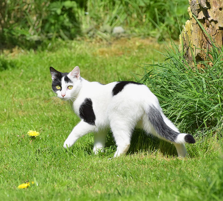 katten, hage, gresset, oppmerksomhet, natur, våren, nysgjerrighet