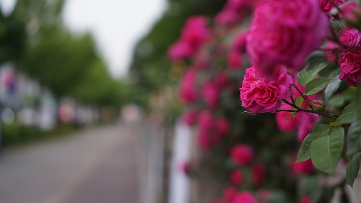 street, flowers, rose