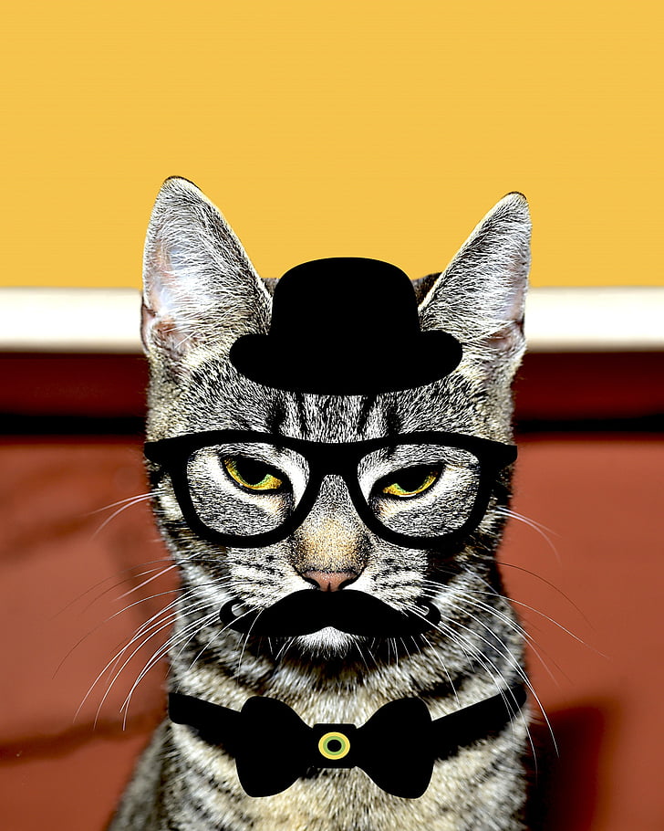 katė, kačių, katytė, ūsai, Juoda kepurė, akiniai, akiniai