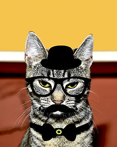 mačka, mačji, mucka, laske, črn klobuk, očala, oči očala