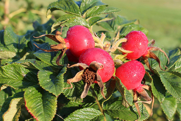 Rose hip, podzim, červená