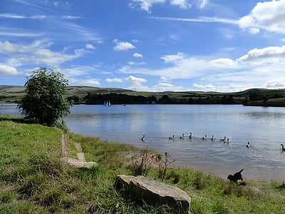 lake, dog, summer, action, wildlife, ducks, clouds