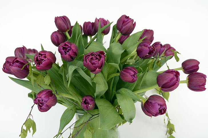 tulipanes, flor de tulipán, flores, violeta, verde, flor, naturaleza
