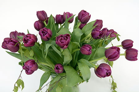tulipes, flor de tulipa, flors, violeta, verd, flor, natura