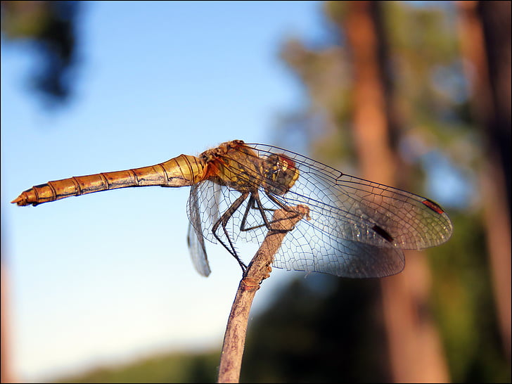 strekozets, nature, insect