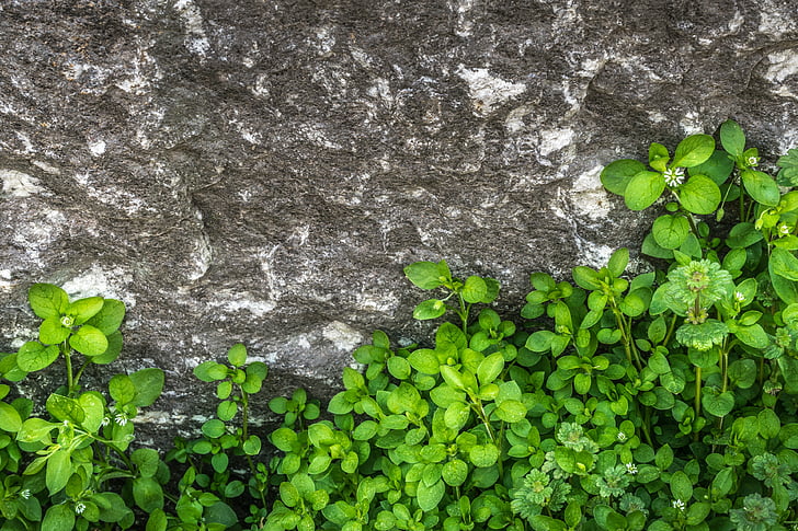 plants, hwalyeob, leaf, nature, stone, rock, stone wall