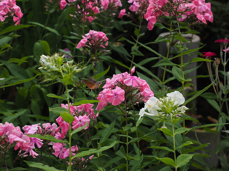 Phlox, Lås upp örten växter, blågullsväxter, prydnadsväxter, Rosa, Hummingbird hawk moth, Macroglossum stellatarum