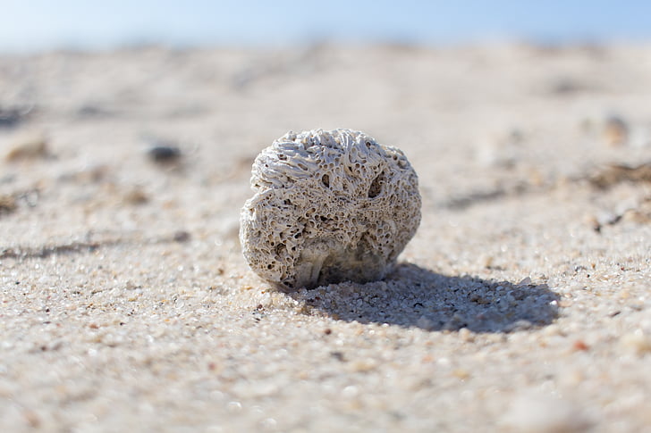 pláž, písek, Příroda, Rock, bílý písek, fosilní, Shell