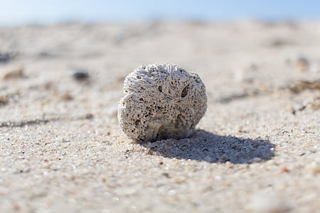stranden, Sand, naturen, Rock, vit sand, fossila, Shell
