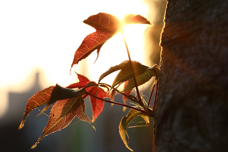 fogliame, tramonto, ombra