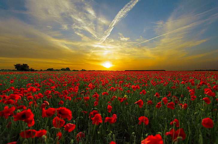 clouds, horizon, landscape, nature, poppies, poppy field, red