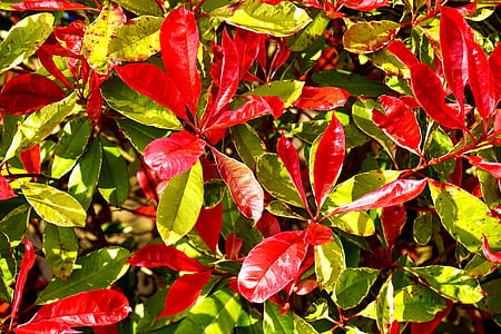 vermelho, fresco, Cor, verde, natureza, folhagem, temporada