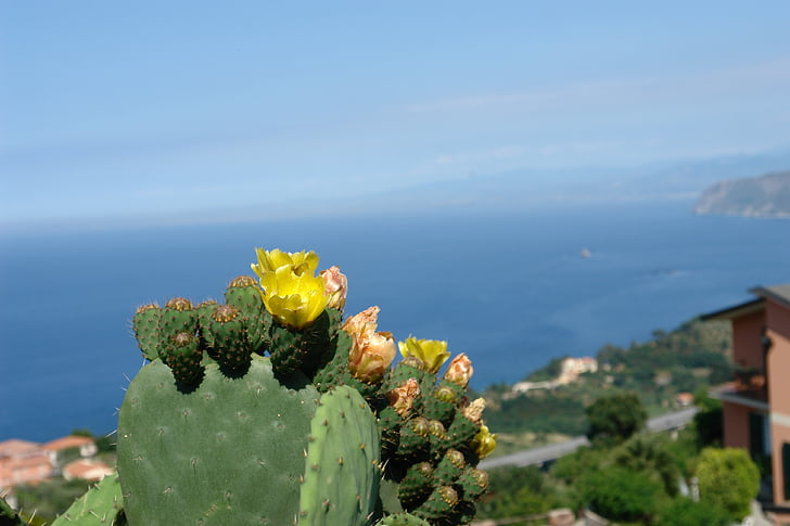 Сицилия, Средиземно море, кактус цвете