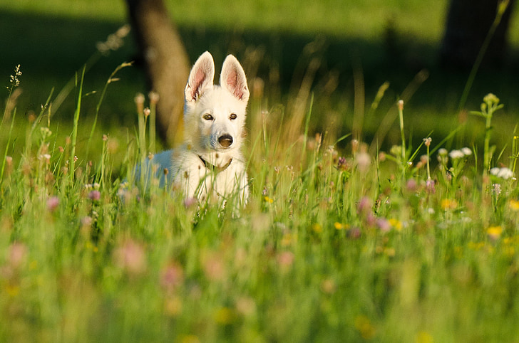Schäfer pas, Bijeli pastir, štene, Animal djecu, cvijeće, cvjetnu livadu, pas