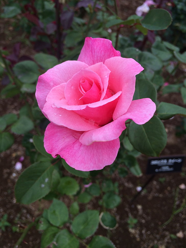 rose, pink, flowers, beautiful, cute, brilliant, nature