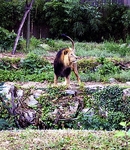 León, depredador, gato, Parque zoológico, rey de la selva