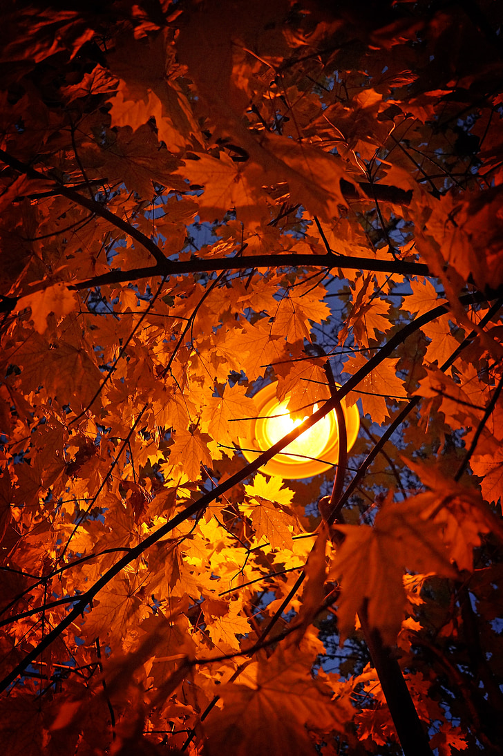 efterår, blade, efterårsblade, træ, lys, lamplight