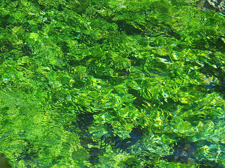 cây thủy sinh, màu xanh lá cây, tăng trưởng, nước, Bach, rõ ràng, strudel