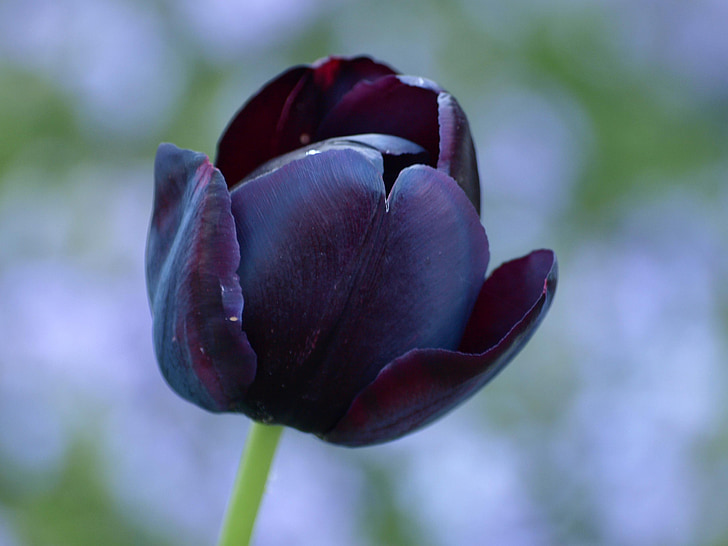 Tulipa, negre, lliri, primavera, flors, schnittblume