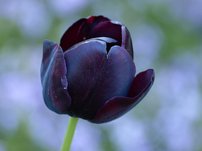 Tulipán, černá, lilie, jaro, květiny, schnittblume