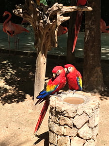 tropical, birds, parrots, nature, animal, colorful, wildlife