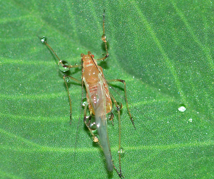 Insekten, Hemiptera, Blattlaus