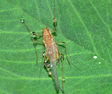 insekter, Næbmundede, bladlus