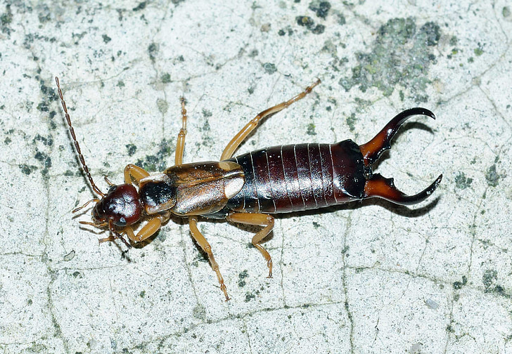 earwig, insectes, forticula, auriculata