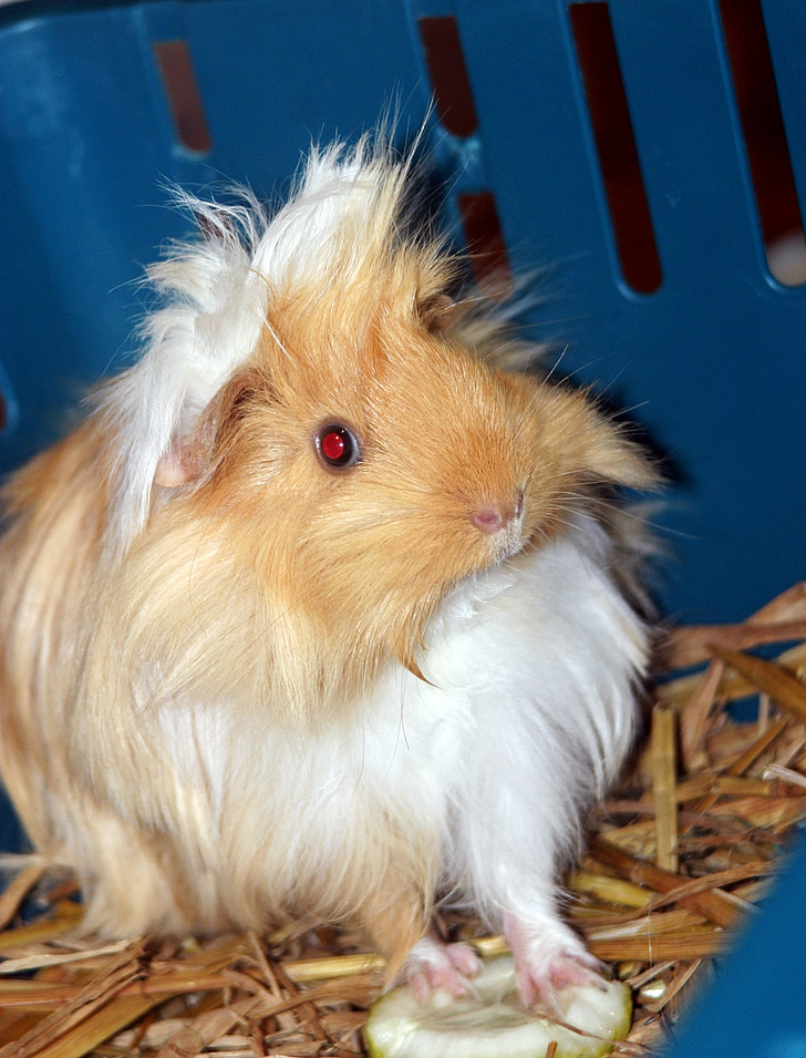 guinea pig, sunshine, sun, sea ​​pig house, sweet, cute, rodent