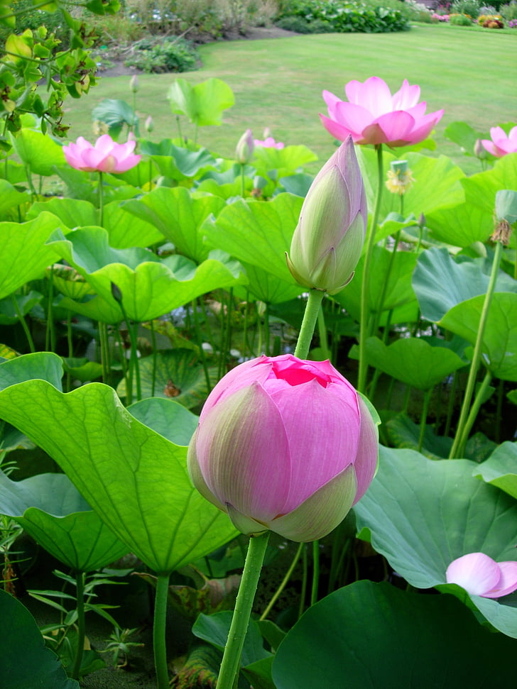 flowers, pink, aquatic, lotus, garden, tulip, nature