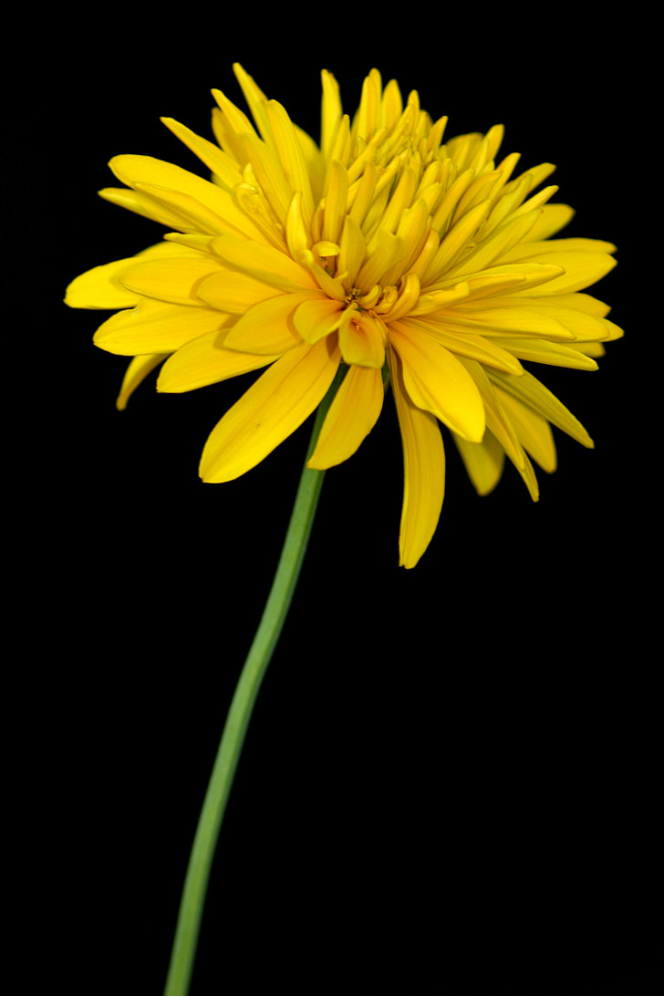 квітка, жовтий, макрос, Літні квіти, Флора