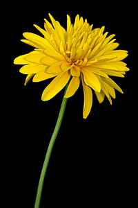 kukka, keltainen, makro, Kesän kukat, Flora