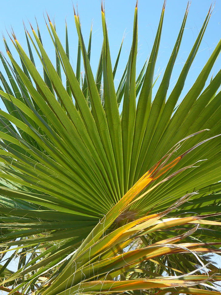 fan palm, palm leaf, green, structure, sky, palm fronds, palm