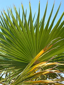 ventilators palm, palmu lapu, zaļa, struktūra, debesis, palmu zariem, Palm