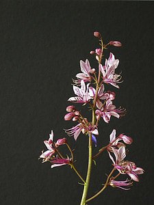 Dictamnus albus, fiore, rosa, natura, pianta