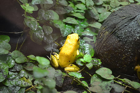 ếch độc vàng, ếch, phyllobates terribilis, ếch Phi tiêu vàng, ếch độc màu vàng, mũi tên vàng độc ếch, Ếch rừng nhiệt đới