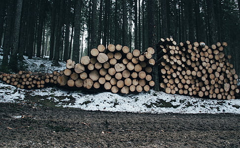 wood, logs, lumber, forest, woods, dirt, mud