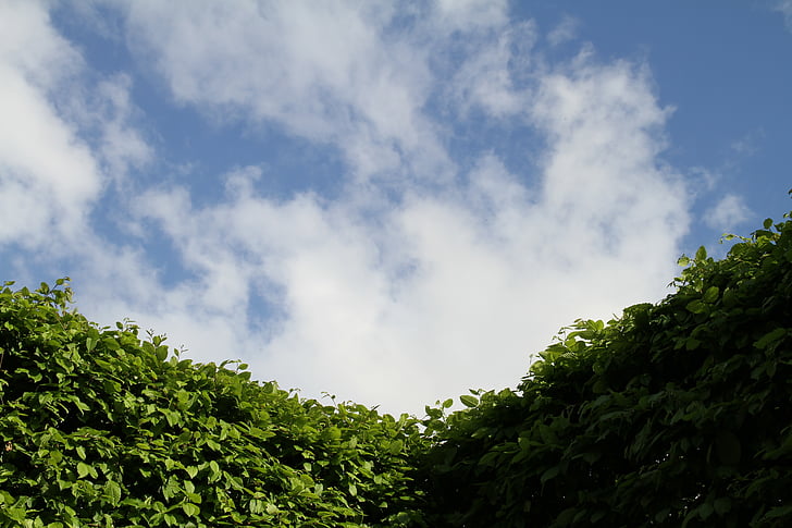 hedge, sky, gardening, landscape, shrubs, green, plant