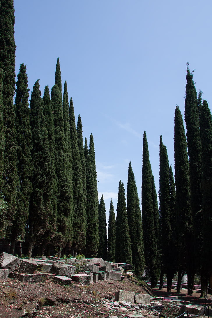 Cypress, Mediterrane Cipres, Cupressus sempervirens, in kolomvorm cypress, echte cypress, Italiaanse cipres, rouw-cipres