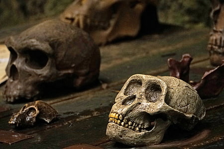 caveira e ossos cruzados, crânio de macaco, macaco, dentes, crânio humano, dia das bruxas